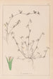 Herbier de la flore française Pl0342 - Louis Antoine Cusin — vista de la obra
