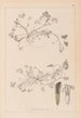 Herbier de la flore française Pl0343 - Louis Antoine Cusin — vista de la obra