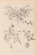 Herbier de la flore française Pl0346 - Louis Antoine Cusin — artwork view
