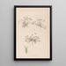 Herbier de la flore française Pl0350 - Louis Antoine Cusin — framed artwork on a wall