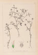 Herbier de la flore française Pl0351 - Louis Antoine Cusin — vista de la obra