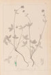 Herbier de la flore française Pl0352 - Louis Antoine Cusin — vista de la obra