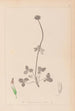 Herbier de la flore française Pl0353 - Louis Antoine Cusin — artwork view