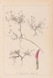 Herbier de la flore française Pl0354 - Louis Antoine Cusin — artwork view