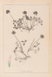 Herbier de la flore française Pl0356 - Louis Antoine Cusin — vista de la obra