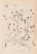 Herbier de la flore française Pl0358 - Louis Antoine Cusin — artwork view