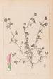Herbier de la flore française Pl0360 - Louis Antoine Cusin — vista de la obra