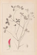 Herbier de la flore française Pl0361 - Louis Antoine Cusin — artwork view