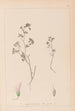 Herbier de la flore française Pl0362 - Louis Antoine Cusin — vista de la obra