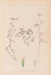 Herbier de la flore française Pl0363 - Louis Antoine Cusin — artwork view