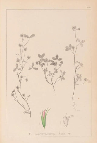 Louis Antoine Cusin - Herbier de la flore franaise Pl0363.webp