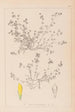 Herbier de la flore française Pl0366 - Louis Antoine Cusin — vista de la obra