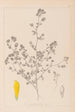 Herbier de la flore française Pl0368 - Louis Antoine Cusin — vista de la obra