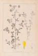 Herbier de la flore française Pl0370 - Louis Antoine Cusin — vista de la obra