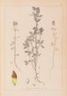 Herbier de la flore française Pl0372 - Louis Antoine Cusin — artwork view
