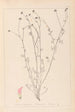 Herbier de la flore française Pl0373 - Louis Antoine Cusin — artwork view