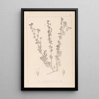 Louis Antoine Cusin - Herbier de la flore franaise Pl0375.webp