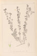 Herbier de la flore française Pl0375 - Louis Antoine Cusin — vista de la obra