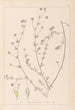Herbier de la flore française Pl0376 - Louis Antoine Cusin — vista de la obra