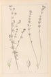 Herbier de la flore française Pl0377 - Louis Antoine Cusin — vista de la obra