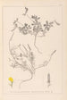Herbier de la flore française Pl0378 - Louis Antoine Cusin — artwork view