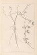 Herbier de la flore française Pl0379 - Louis Antoine Cusin — vista de la obra