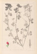 Herbier de la flore française Pl0380 - Louis Antoine Cusin — vista de la obra