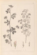 Herbier de la flore française Pl0381 - Louis Antoine Cusin — vista de la obra