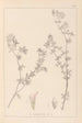 Herbier de la flore française Pl0382 - Louis Antoine Cusin — vista de la obra