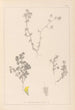 Herbier de la flore française Pl0384 - Louis Antoine Cusin — vista de la obra