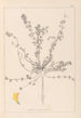 Herbier de la flore française Pl0385 - Louis Antoine Cusin — vista de la obra