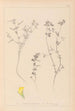 Herbier de la flore française Pl0386 - Louis Antoine Cusin — artwork view