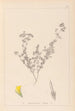 Herbier de la flore française Pl0387 - Louis Antoine Cusin — vista de la obra