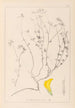 Herbier de la flore française Pl0390 - Louis Antoine Cusin — vista de la obra