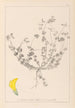 Herbier de la flore française Pl0391 - Louis Antoine Cusin — artwork view