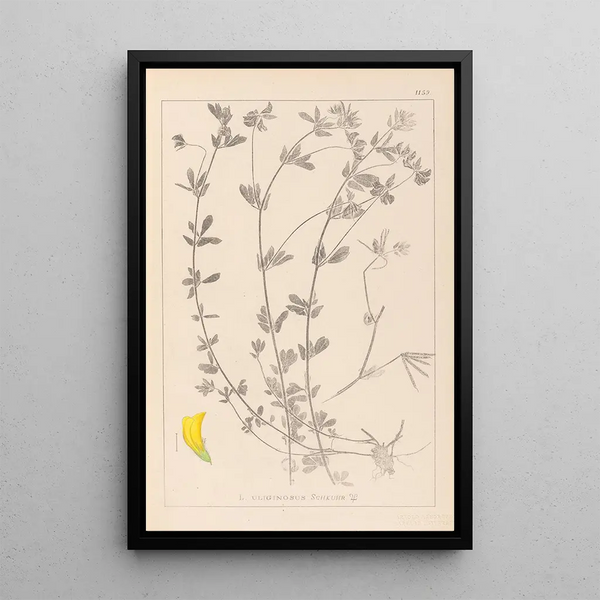 Louis Antoine Cusin - Herbier de la flore franaise Pl0393.webp
