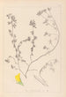 Herbier de la flore française Pl0394 - Louis Antoine Cusin — artwork view