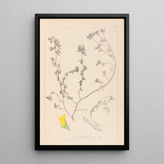Louis Antoine Cusin - Herbier de la flore franaise Pl0394.webp