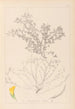 Herbier de la flore française Pl0395 - Louis Antoine Cusin — vista de la obra
