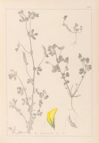 Louis Antoine Cusin - Herbier de la flore franaise Pl0397.webp