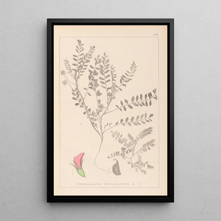 Louis Antoine Cusin - Herbier de la flore franaise Pl0398.webp