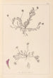 Herbier de la flore française Pl0399 - Louis Antoine Cusin — vista de la obra