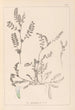 Herbier de la flore française Pl0400 - Louis Antoine Cusin — vista de la obra