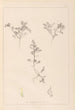 Herbier de la flore française Pl0401 - Louis Antoine Cusin — vista de la obra