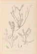 Herbier de la flore française Pl0402 - Louis Antoine Cusin — vista de la obra