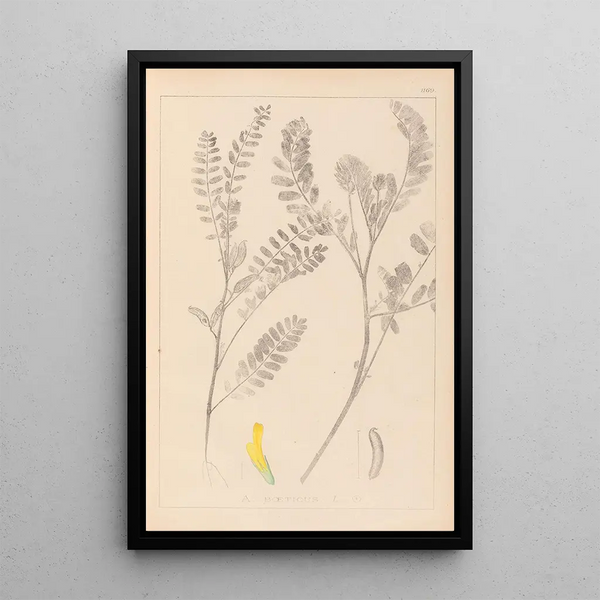 Louis Antoine Cusin - Herbier de la flore franaise Pl0403.webp