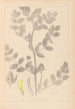 Herbier de la flore française Pl0404 - Louis Antoine Cusin — vista de la obra