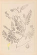Herbier de la flore française Pl0405 - Louis Antoine Cusin — vista de la obra
