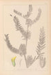 Herbier de la flore française Pl0406 - Louis Antoine Cusin — vista de la obra
