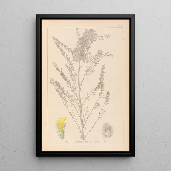 Louis Antoine Cusin - Herbier de la flore franaise Pl0407.webp